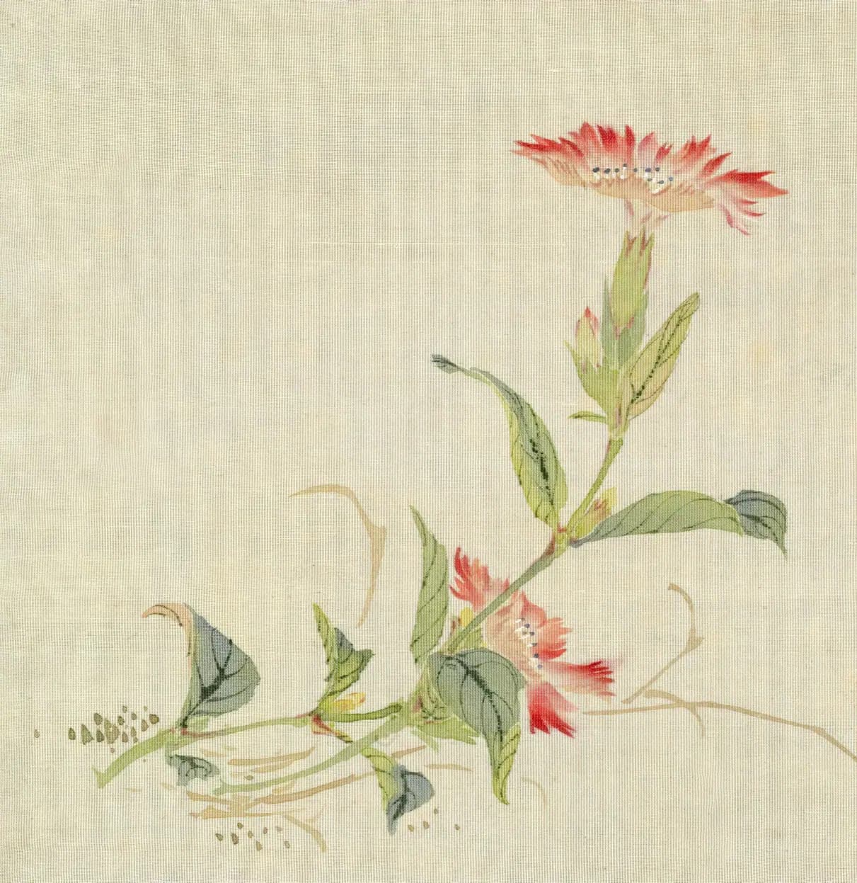 Painting on silk of two red fringed pinks blooming on one curving stem