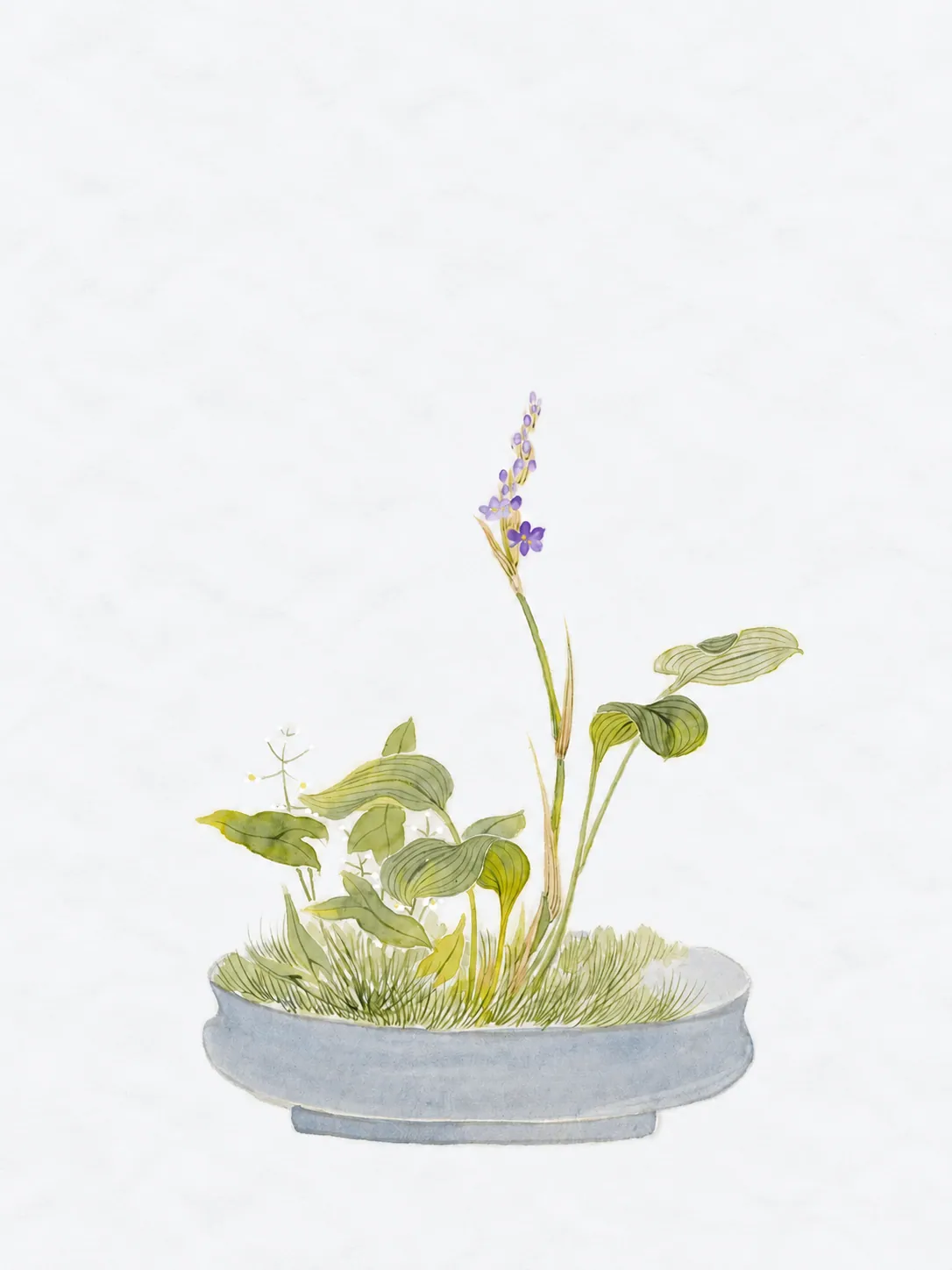 Watercolor of a single stem of small purple flowers rising above broad green leaves in a shallow blue bowl