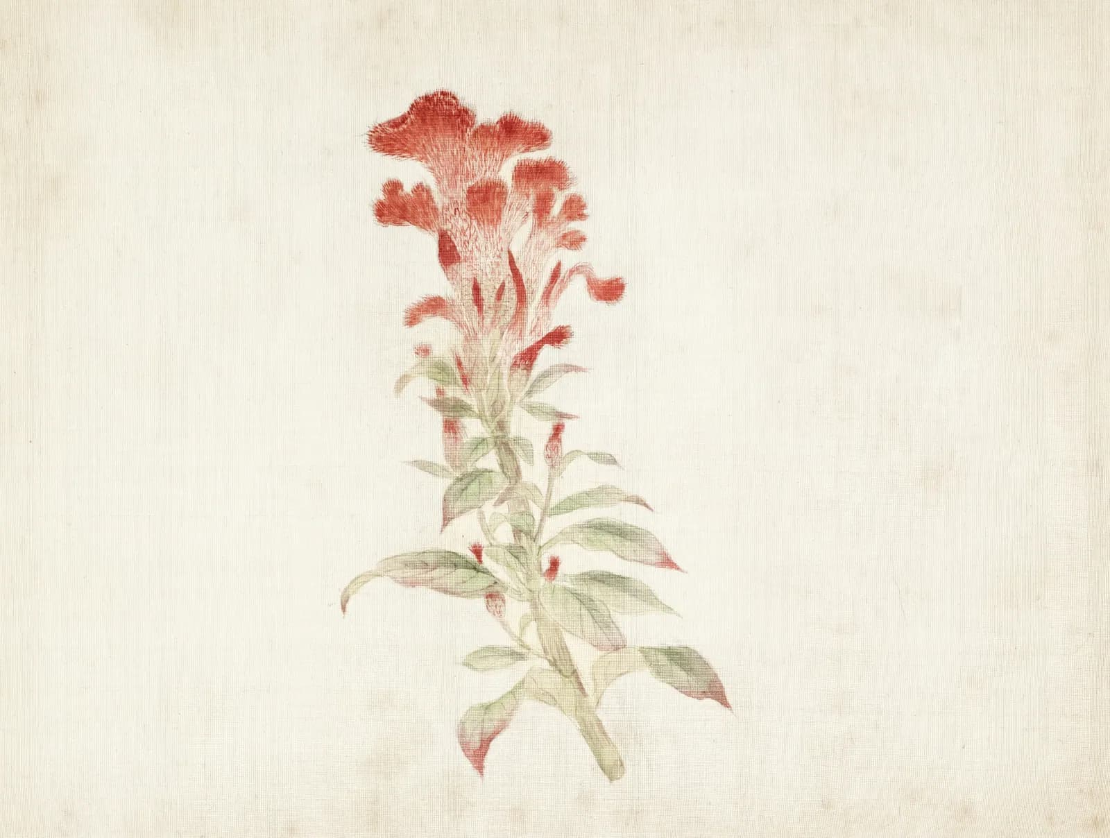 Painting on silk of a single red cockscomb flower with slender green leaves